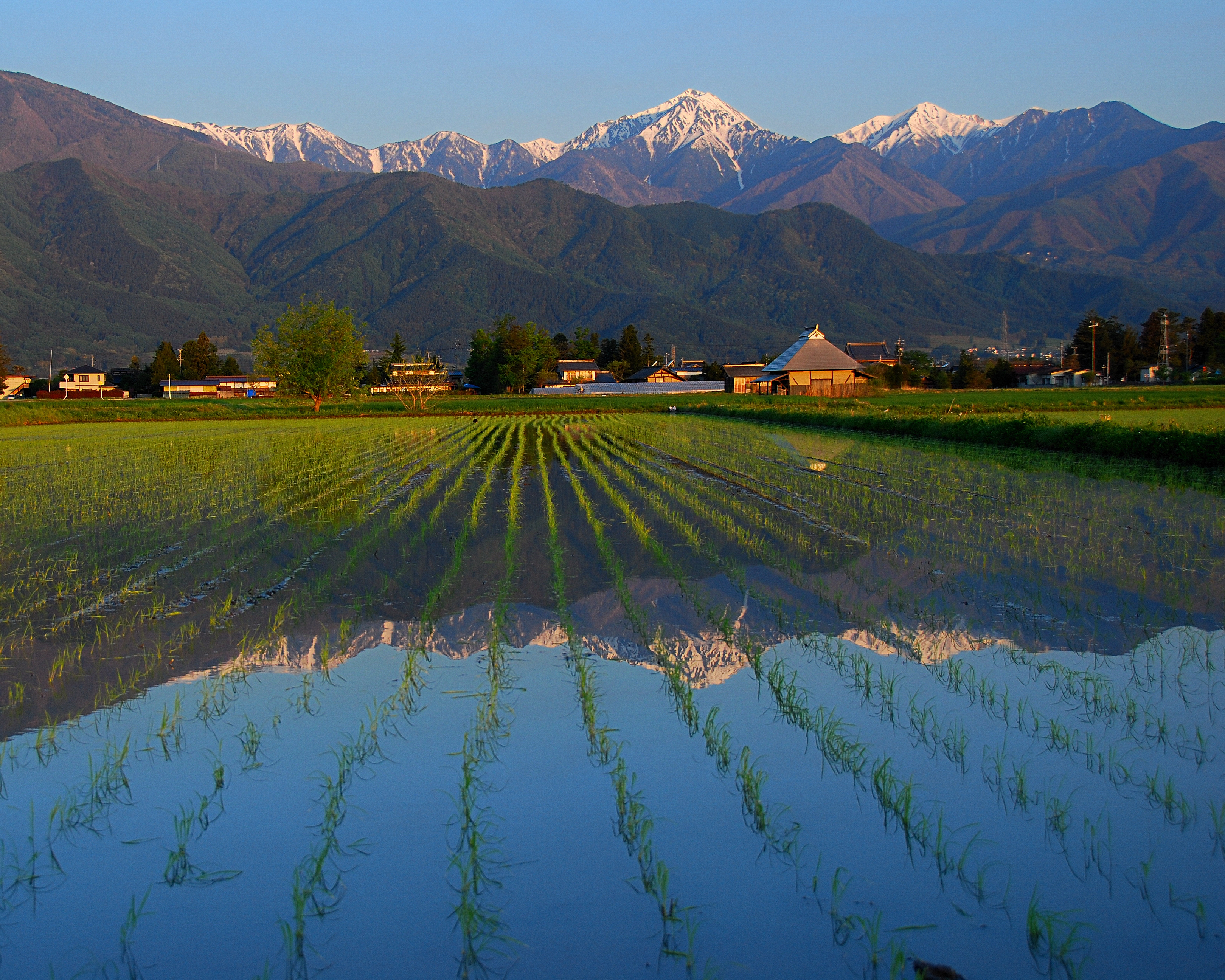 Rice Fields and the Japan Alps